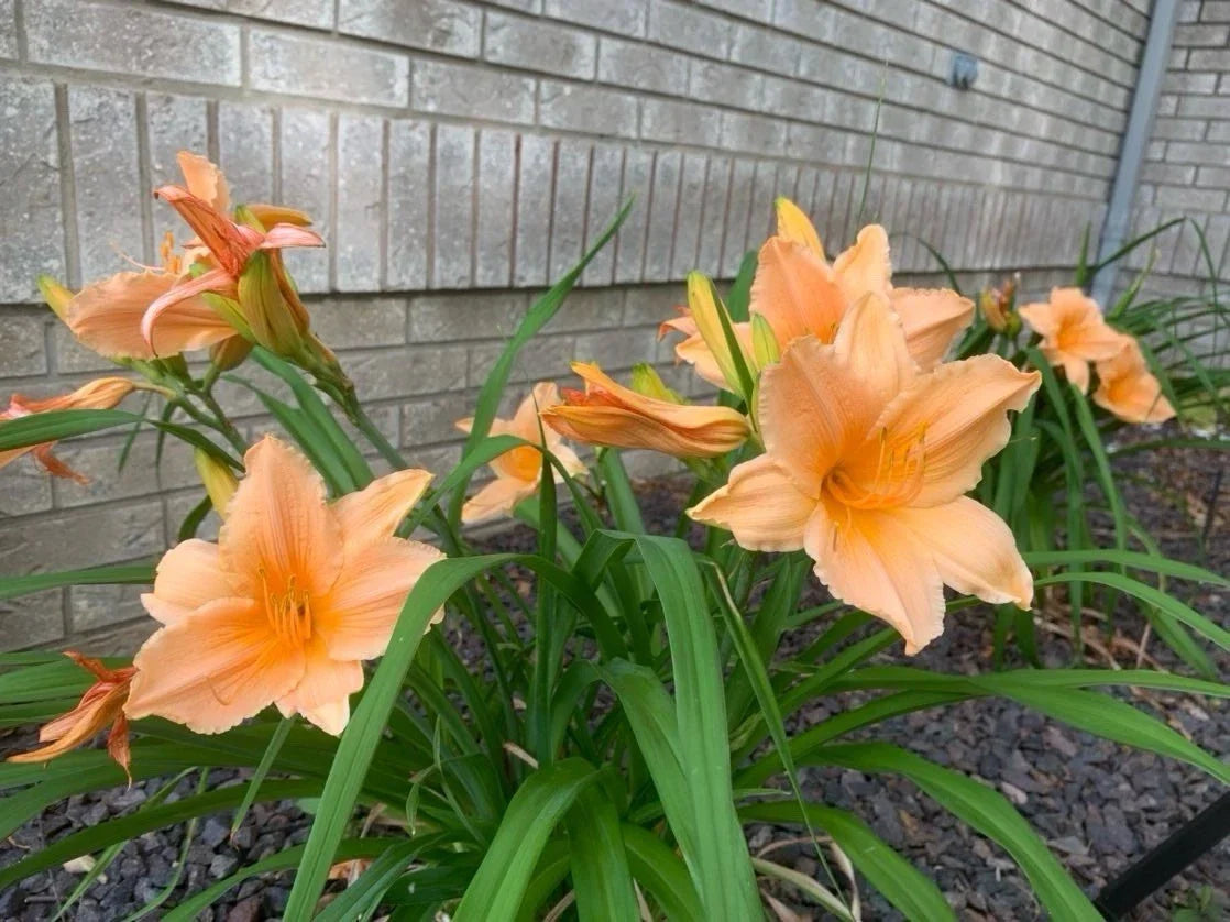 Daylily Plant 1pc Bare Root Apricot Peach Orange Hemerocallis - Vibrant Low Maintenance Flower for Garden Borders