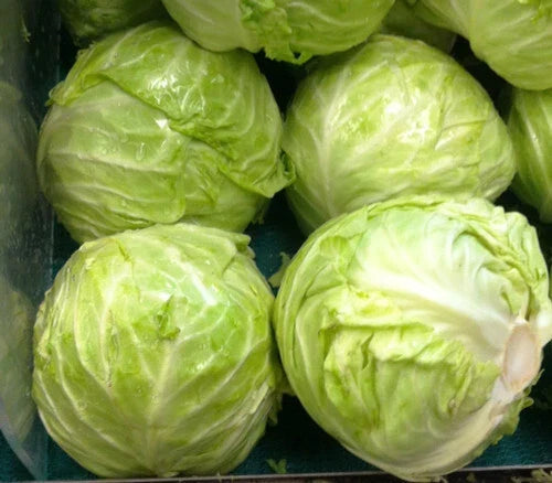 Cabbage Seeds 175 Count Danish Ballhead Brassica oleracea - High Germination, Ideal for Cooking and Salads, GroCo USA