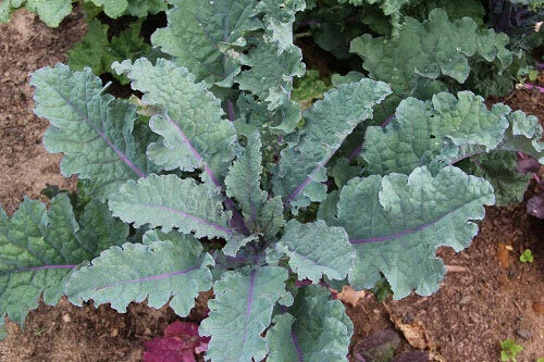 Red Russian Kale Seeds 200-3200 Count Organic Tender Greens Brassica napus var. pabularia for Home Gardening and Cooking