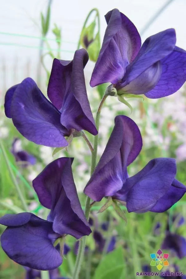 Sweet Pea Seeds - 50+ Pack - Lord Nelson Variety - Lathyrus odoratus - Heirloom Garden Seeds - Non-GMO - USA Cultivated