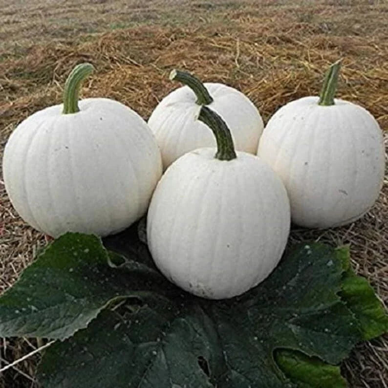 Casper White Pumpkin Seeds - 10 Non-GMO Rare Seeds - Cucurbita pepo - Unique White Skin for Fall Decor & Culinary Use