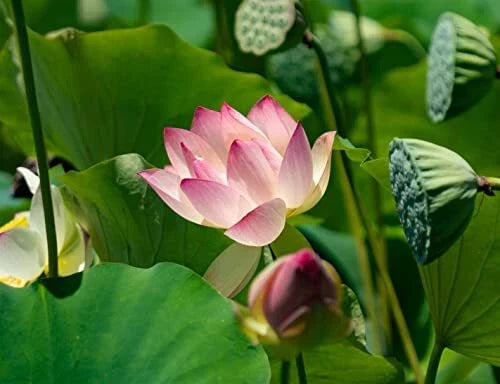 Lotus Seeds - 15 Pack for Koi Ponds & Water Gardens - Nelumbo nucifera - Easy to Grow Aquatic Plants for Outdoor Decor