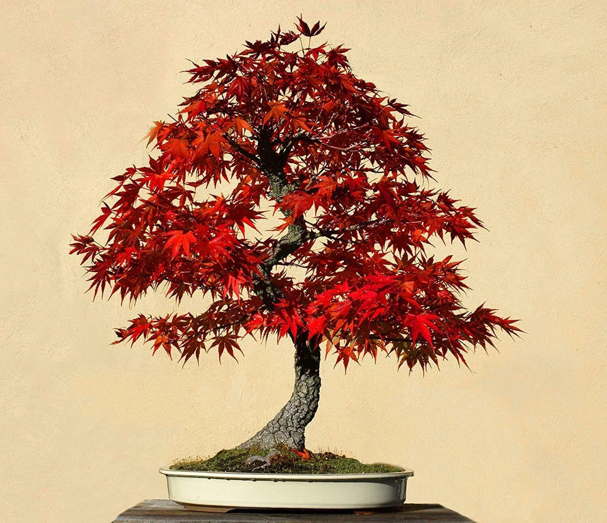 Red Maple Bonsai Tree Seeds - 30 Count - Acer rubrum - Premium Quality - Made in USA - Ideal for Indoor/Outdoor Cultivation