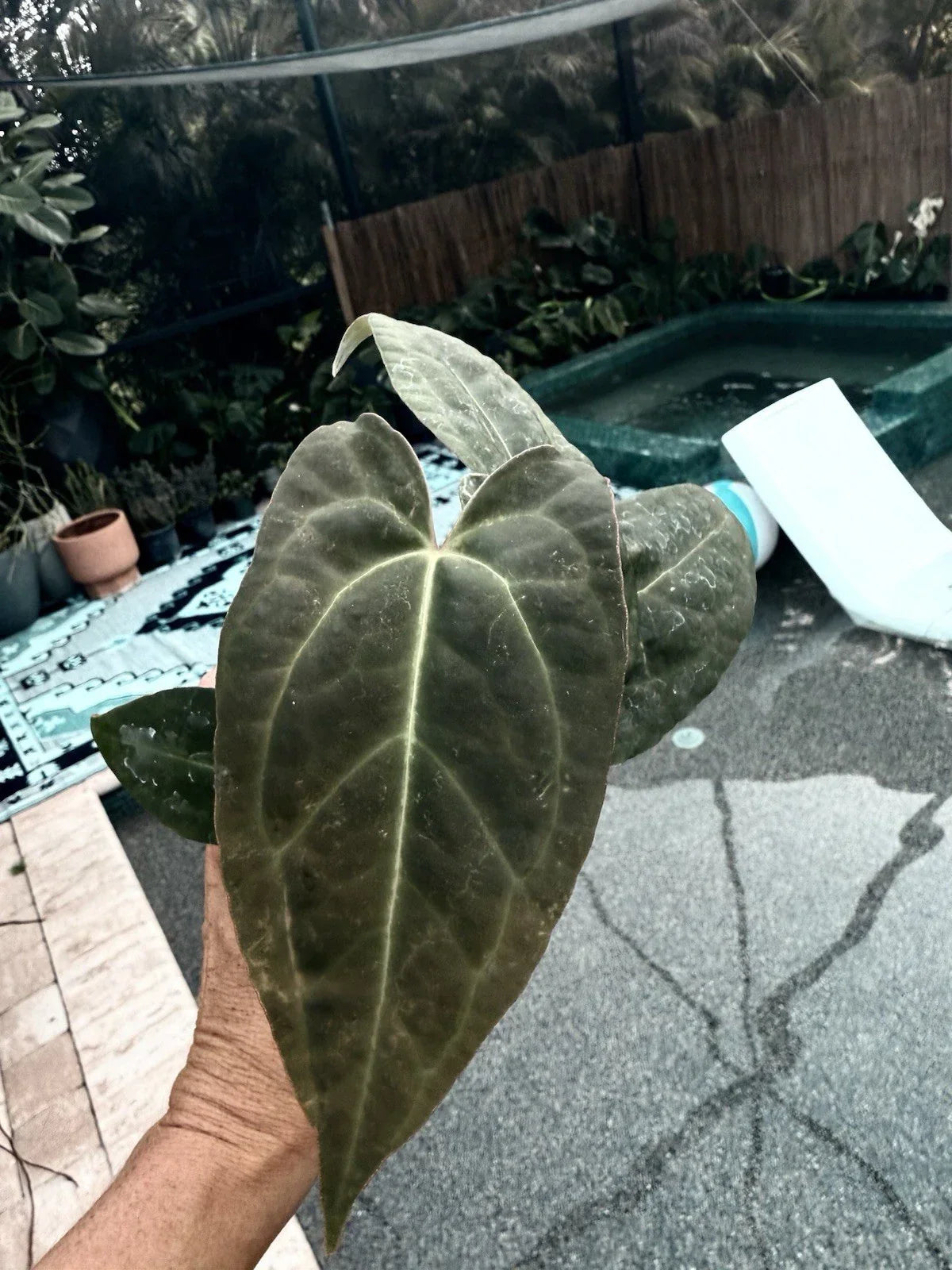 Anthurium Plant 4-inch Red Crystallinum X Crystallinum Anthurium andraeanum x Anthurium crystallinum - Indoor Houseplant