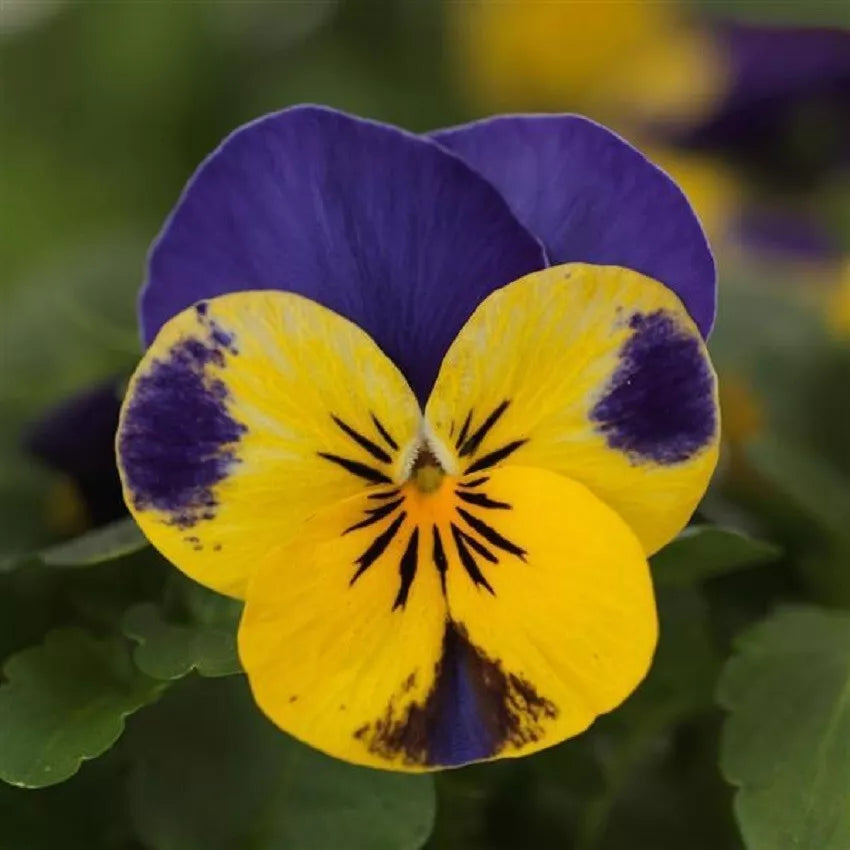 Viola Seeds - 50 Seeds - Quicktime Yellow Blue Jump Up - Viola x wittrockiana - Cheerful Yellow and Blue Flowers