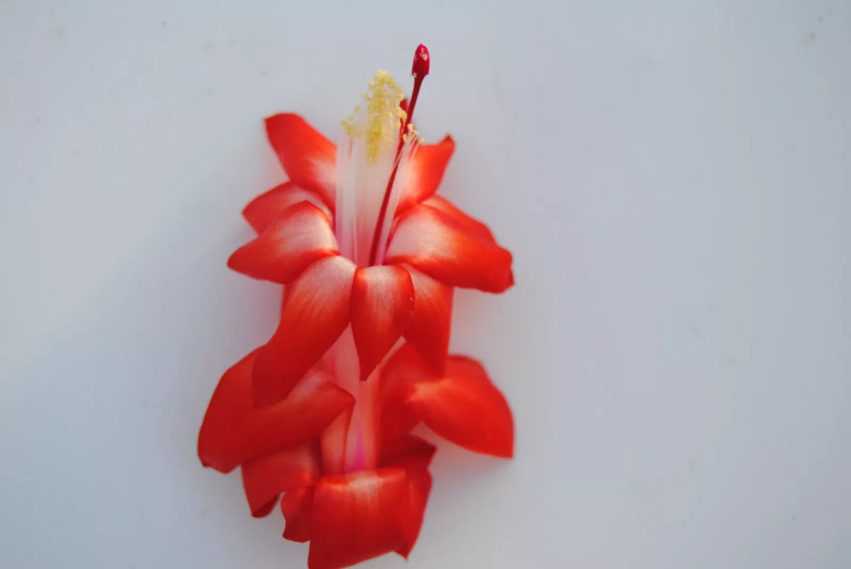 Christmas Cactus Starter Plant - Small Santa Cruz - Schlumbergera truncata - Healthy Well-Rooted Indoor Plant