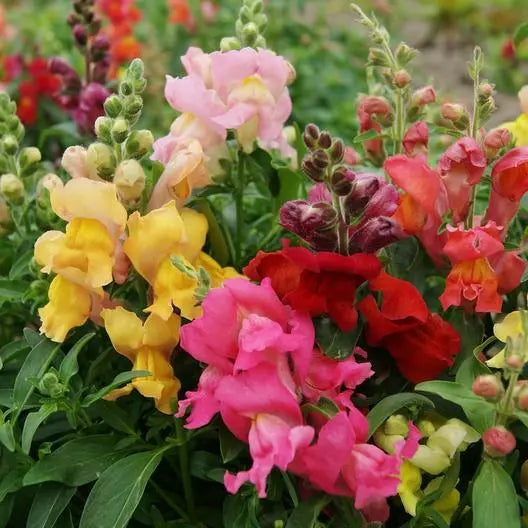 Snapdragon Seeds - 1000 Non-GMO MAGIC CARPET MIX - Multicolored Blooms - Antirrhinum majus - Attracts Butterflies