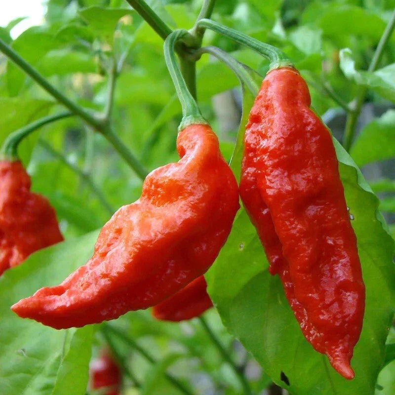 Ghost Pepper Seeds | 50+ Seeds | Bhut Jolokia | Capsicum chinense | Super Hot | 1 Million+ Scoville Heat Units