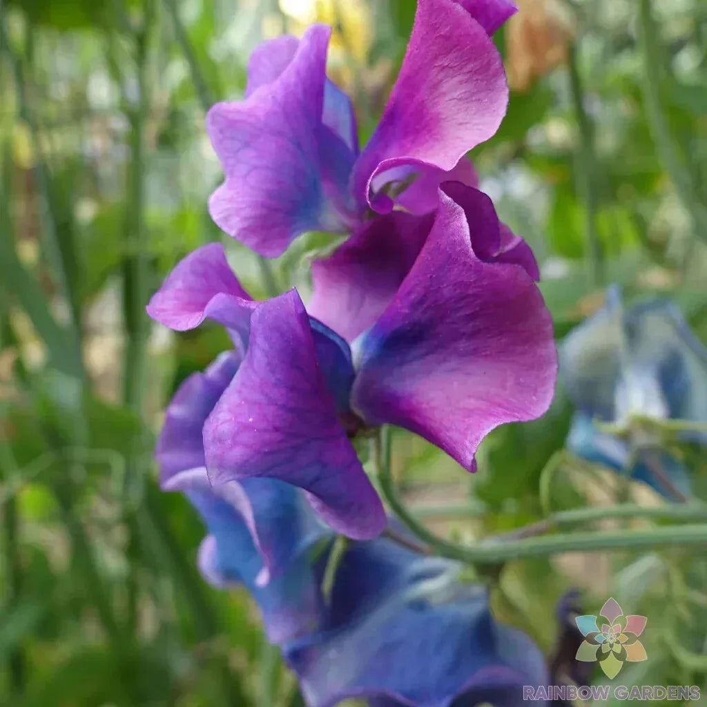 Blue Shift Sweet Pea Seeds - 50+ Pack - Lathyrus odoratus - Non-GMO, USA Grown, Climbing Vine for Garden Planting