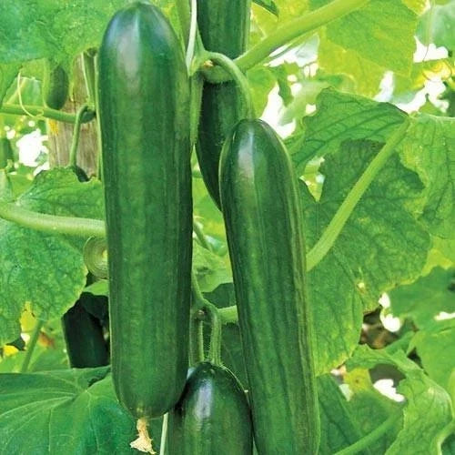 Heirloom Cucumber Seeds - Ashley Long Variety - Organic Non-GMO - Cucumis sativus - Fresh Vegetable Seeds - Easy to Grow