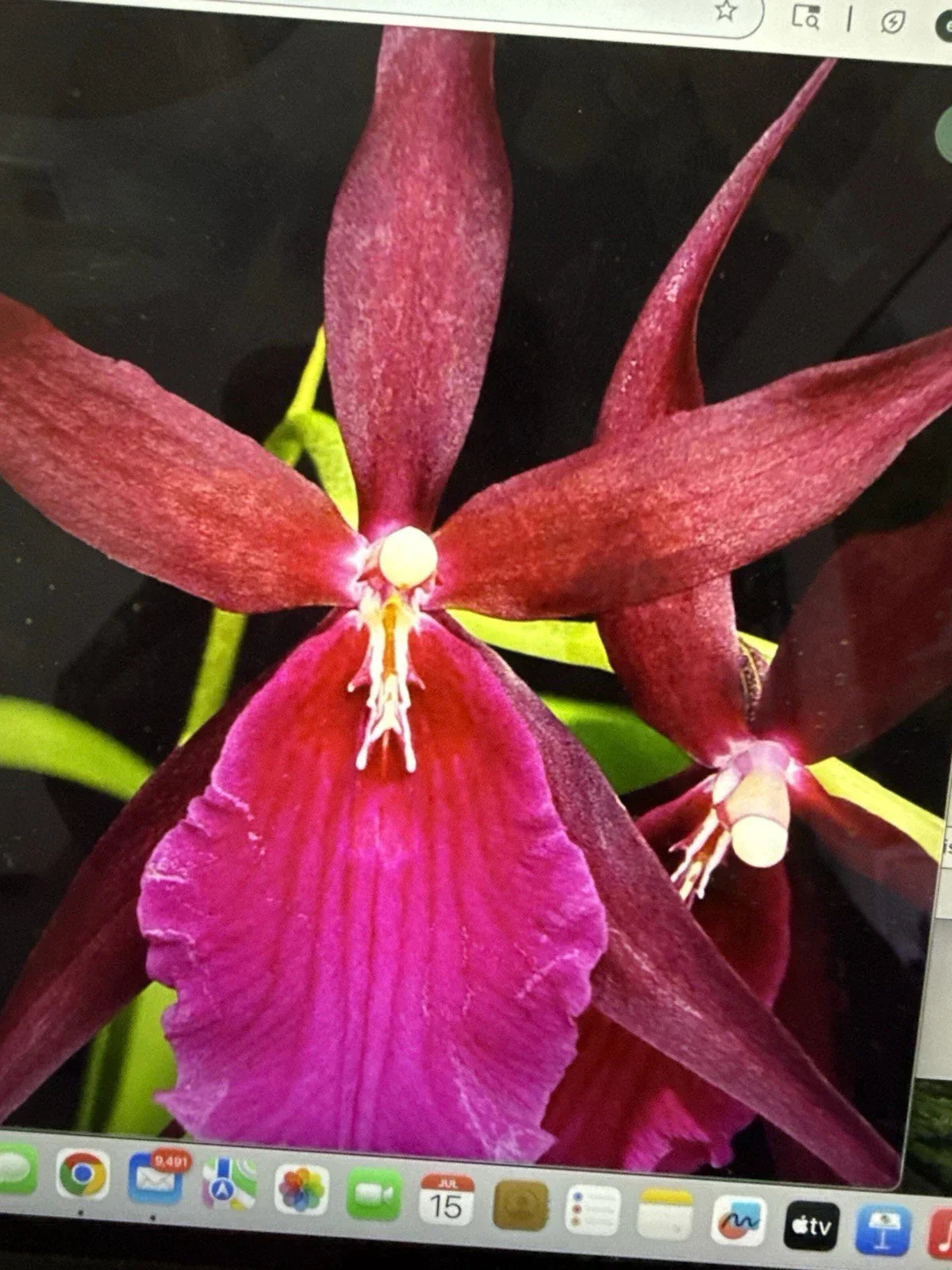 Orchid Plant Bare Root Bulb Mtssa Royal Robe Deep Purple & White Miltoniopsis x Brassia Tropical Flowering Orchid