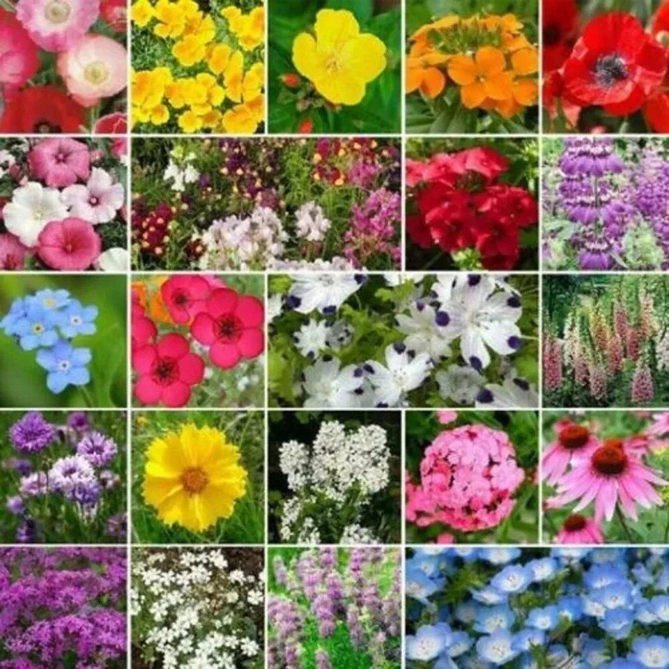 Wildflower Seed Mix | Bulk Seeds | Heirloom Non-GMO | Partial Shade | Annual & Perennial | Various Species