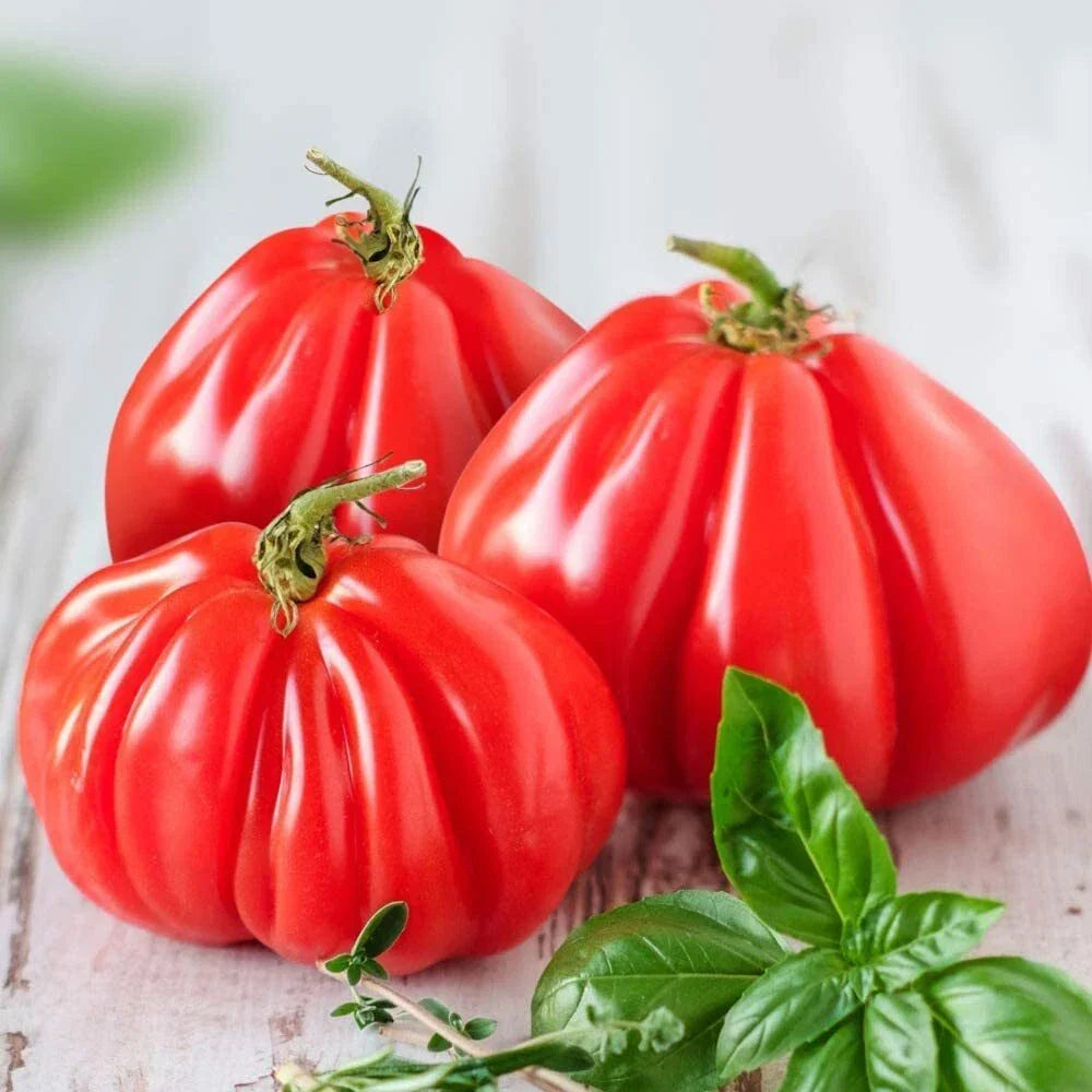 Ruffled Tomato Seeds - 25 Heirloom Seeds - Solanum lycopersicum - Unique Flavor for Exotic Vegetable Gardens