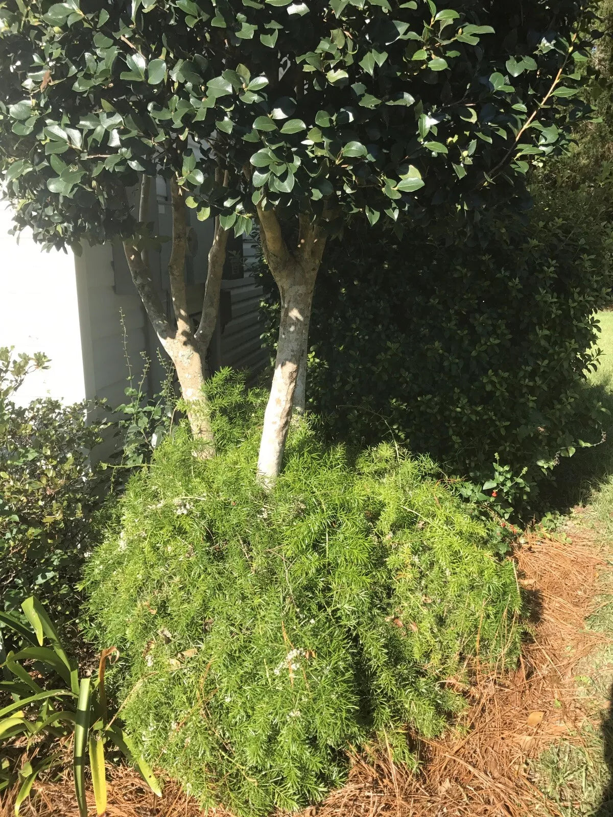 Ornamental Asparagus Fern 4” Pot Trailing Houseplant Asparagus aethiopicus Green Feathery Foliage Bareroot Shipped USPS