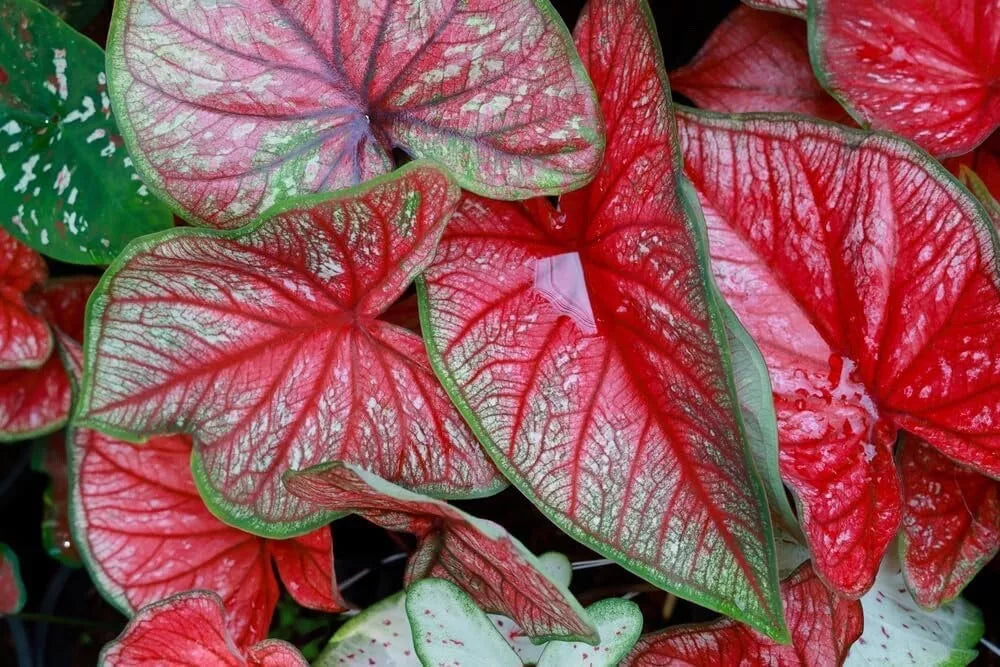 Caladium Bulbs 5-Pack Freida Hemple Variegated Foliage Caladium bicolor - Vibrant Pink Green Heart-Shaped Leaves
