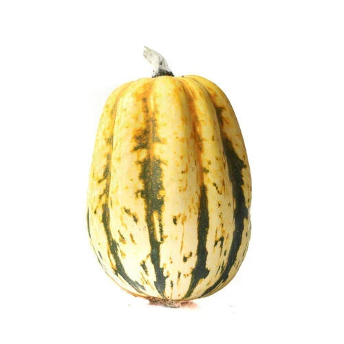 Jester Squash Seeds 25+ Pack - Colorful Variegated Variety - Cucurbita pepo - USA Grown, Non-GMO, Easy to Grow