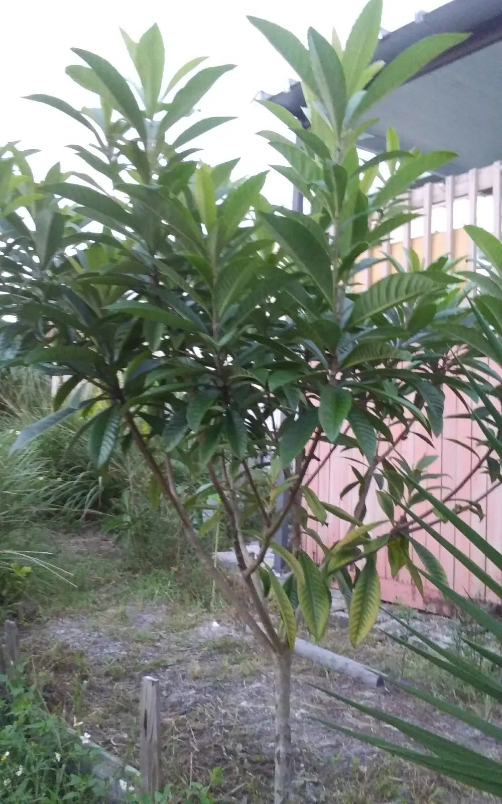 Loquat Tree Plant 4-8" Eriobotrya japonica Tropical Fruit Edible Leaves for Tea - Japanese Plum Garden Plant