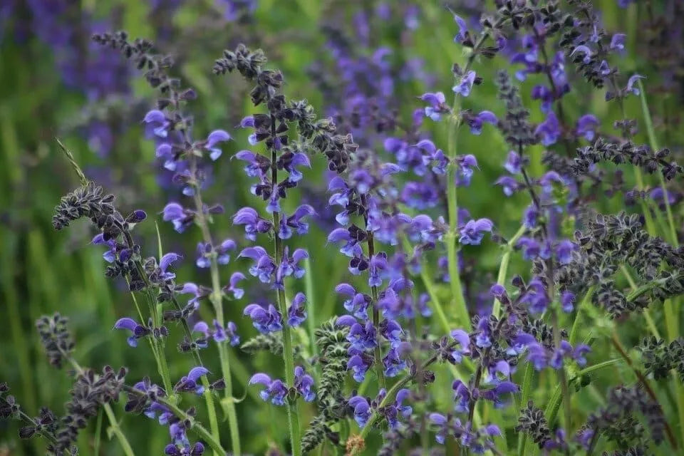 Blue Sage Seeds 100+ Non-GMO Salvia Farinacea Perennial Herb for Gardening, Blue Flower Seeds, USA