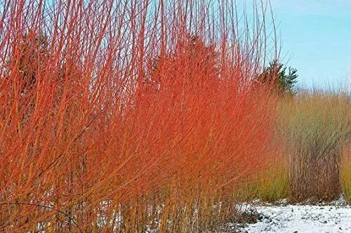 Flame Willow Trees 4 Pack - Vibrant Orange Red Bark - Salix matsudana 'Flame' - Starter Plants for Garden Landscaping