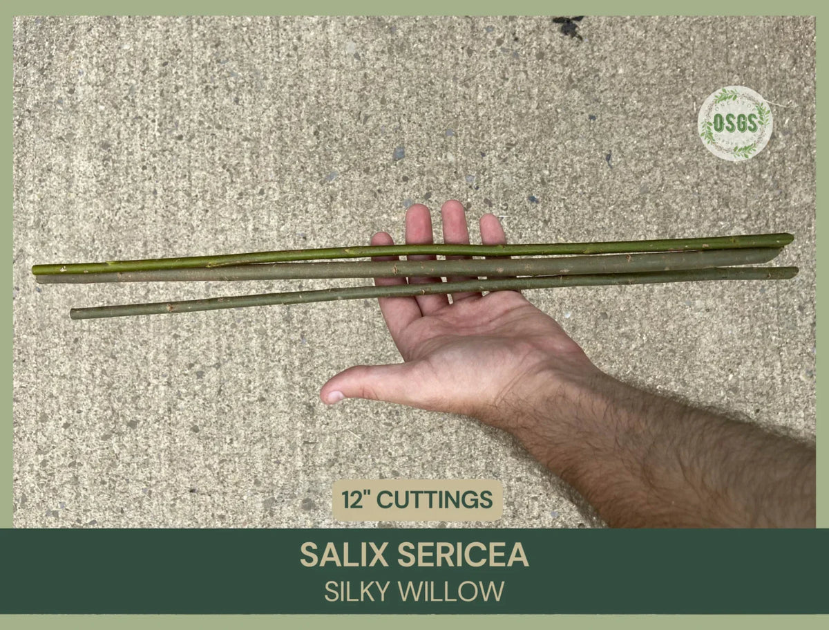 Silky Willow Cuttings | 12" Fresh Cuttings | Salix sericea | Native Plant Cuttings for Gardening and Landscaping