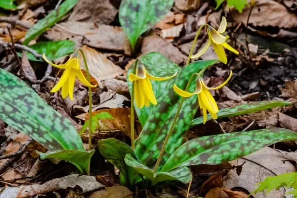 Wild Yellow Trout Lily Bulbs 5-Pack | Erythronium americanum | Bare Root Perennials for Woodland Gardens