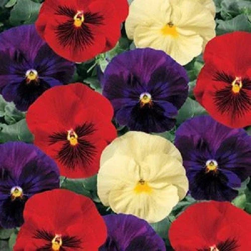Pansy Seeds 50 Count Delta Wine and Cheese Mix Viola x wittrockiana Non-GMO for Vibrant Flower Beds and Gardens