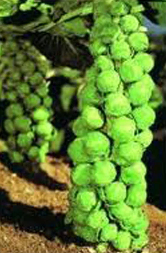 Brussels Sprouts Seeds, 25+ Heirloom Churchill Variety, Early Maturing, Brassica oleracea var. gemmifera, Non-GMO