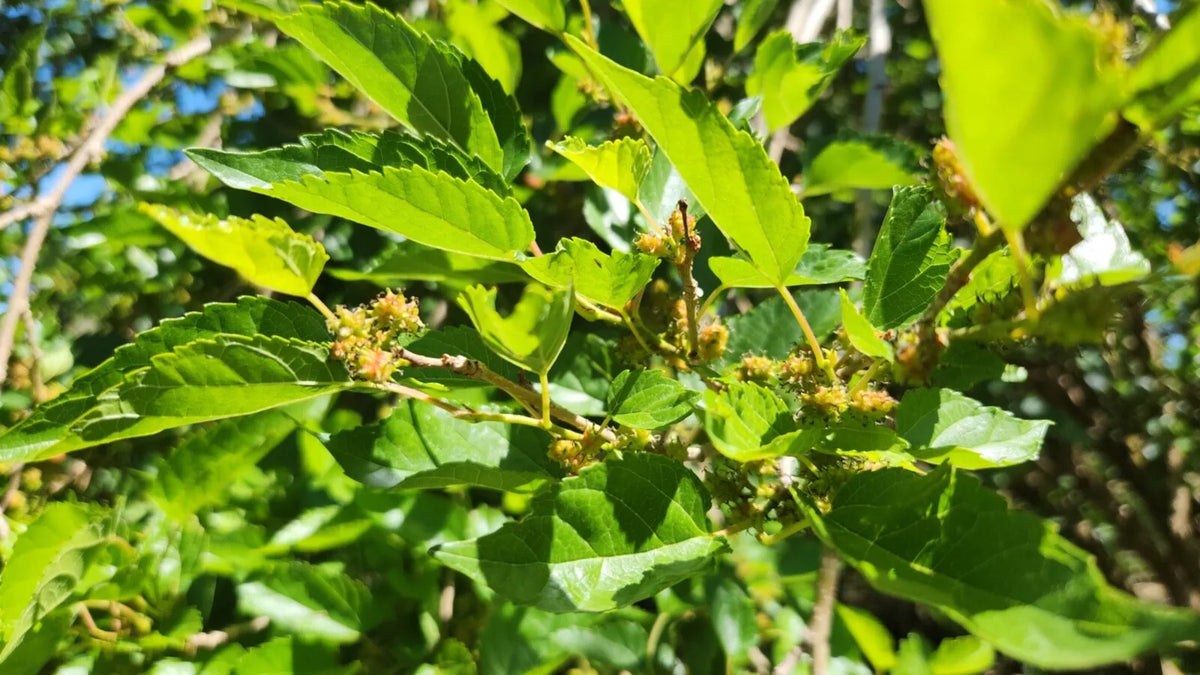 15 Assorted Mulberry Cuttings - Dwarf Everbearing - Morus nigra - Perfect for Home Gardens & Edible Landscaping
