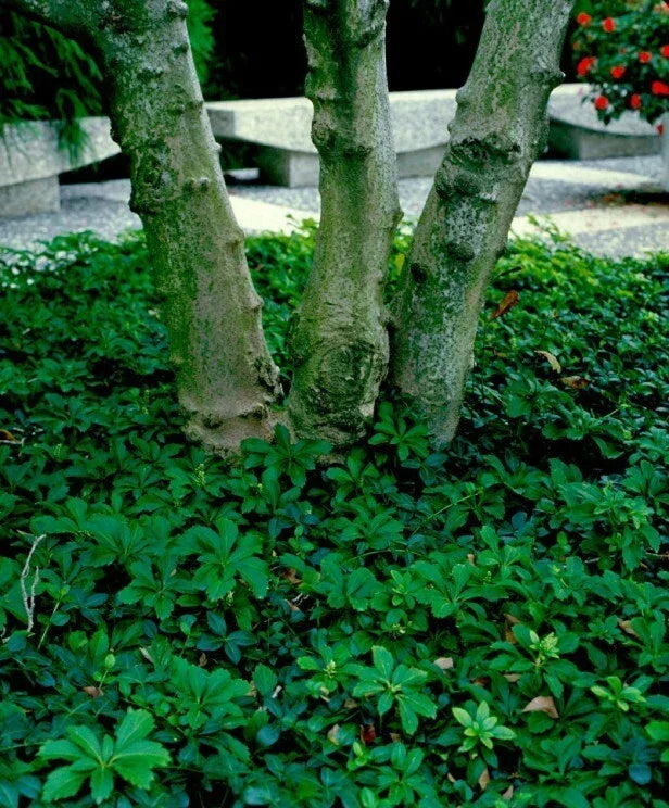 Pachysandra Procumbens Rooted Cuttings - 10 Native Winter Hardy Ground Cover Plants - Eastern Teaberry for Shade Gardening