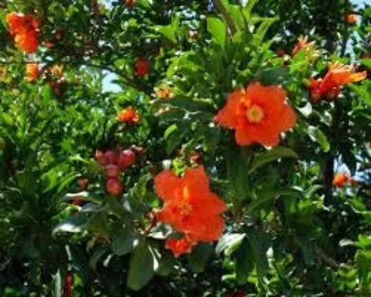 Pomegranate Seeds 30 Seeds Punica Granatum Bonsai Fruit Tree for Garden or Indoor Growing