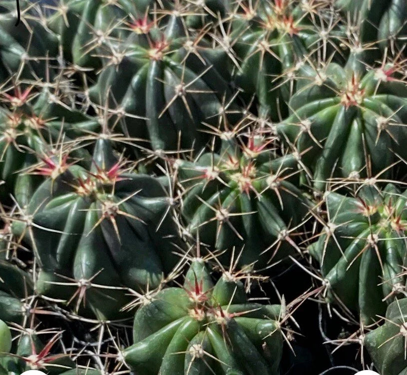 Fire Barrel Cactus 2" Pot Ferocactus Gracilis Succulent with Spines - Vibrant Red and Yellow Desert Plant
