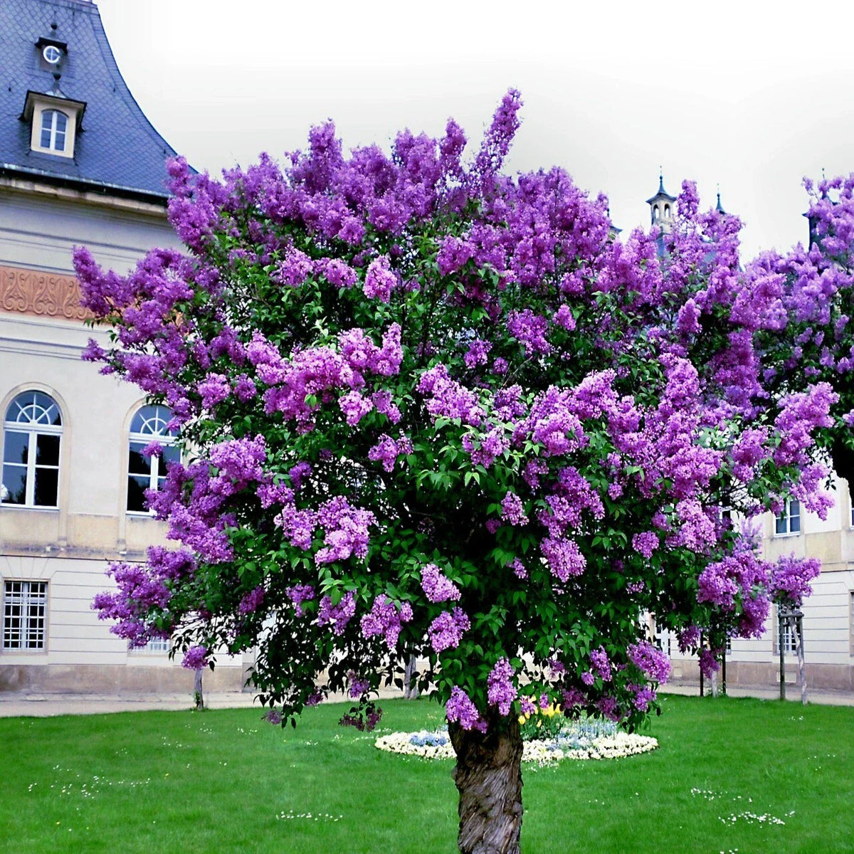 Common Lilac Tree Seeds - 20 Purple Flower Seeds - Fragrant Hardy Perennial - Syringa vulgaris - Ideal for Gardens