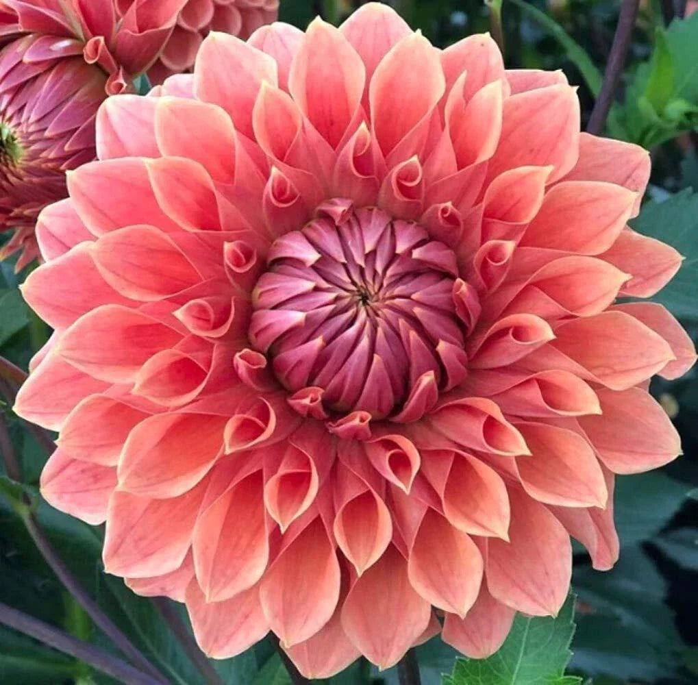 Dahlia Flower Seeds - Exotic Mix - 100+ Seeds - Dahlia pinnata - USA Made - Ships from Iowa