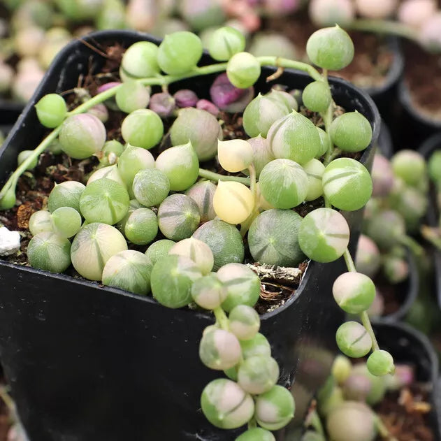 Unrooted Cuttings - 2 X 4" Senecio Rowleyanus Variegata - String of Pearls Succulent - Indoor Plant Decor