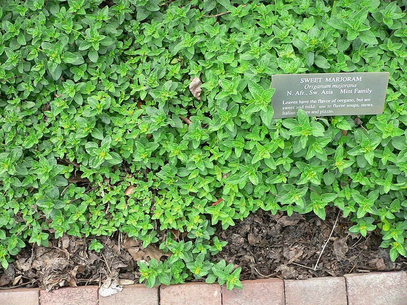 1400 Seeds Marjoram Herb - Heirloom Variety - Origanum majorana - Non-GMO Culinary Herb for Gardening and Cooking