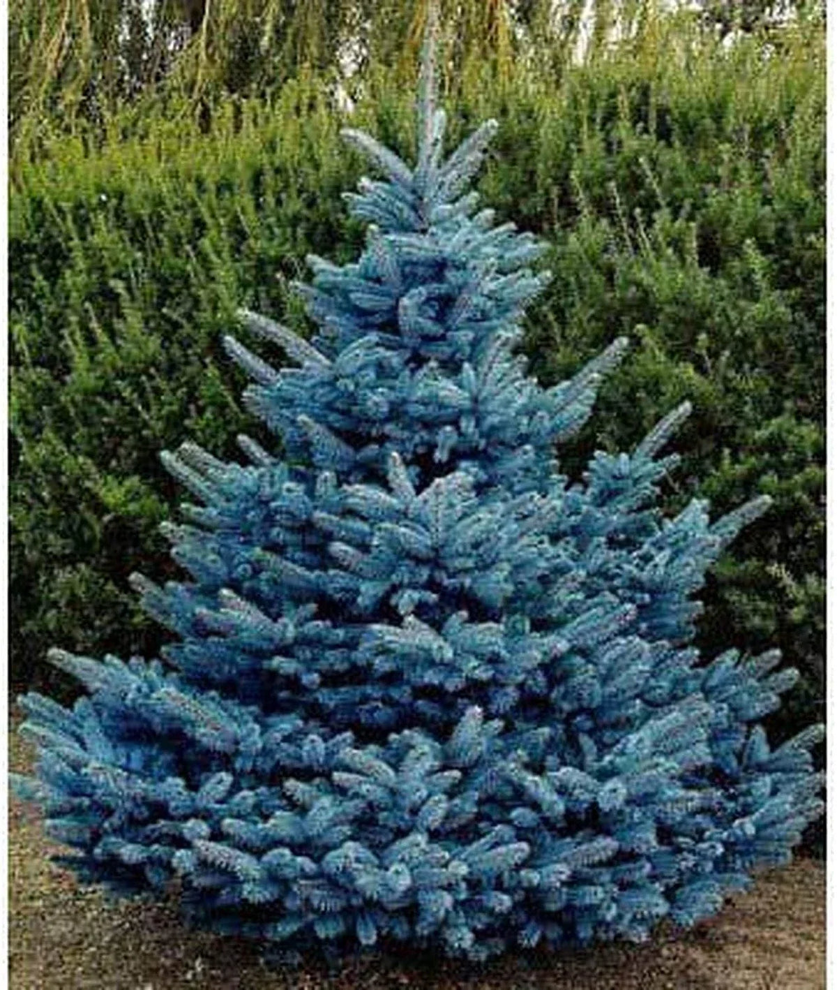 Blue Spruce Seeds for Planting | 30 Seeds | Colorado Blue Spruce (Picea pungens) | Ideal for Landscaping & Wildlife
