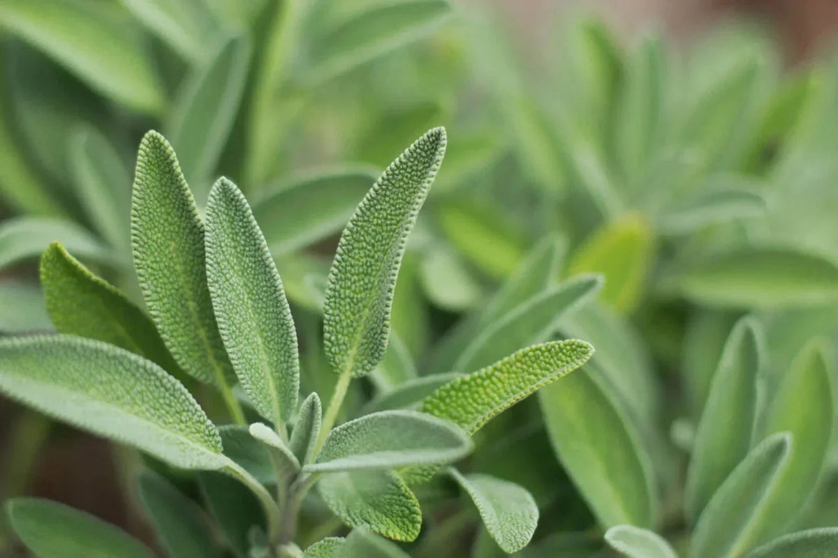 Italian Sage Plant - Fresh Culinary Herb - Salvia Officinalis - NON-GMO - Multiple Sizes Available for Garden or Kitchen