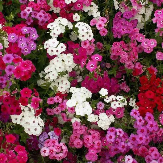 Phlox Seeds - 500 Count Tall Mix - Pink White Red Flowers - Heirloom Non-GMO - Phlox paniculata - Spring Blooming Variety