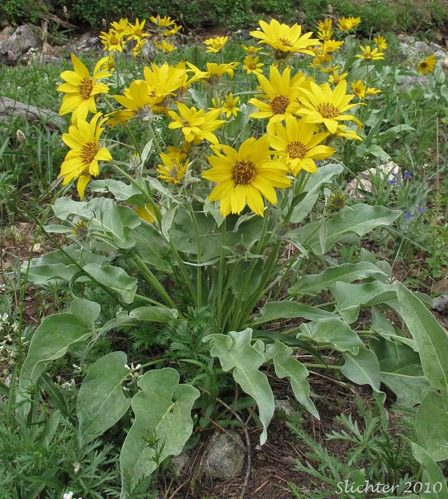 50 Seeds Balsam Root Wild Sunflower, Arrowleaf Balsamroot, Balsamorhiza sagittata, Drought-Tolerant Perennial Seeds