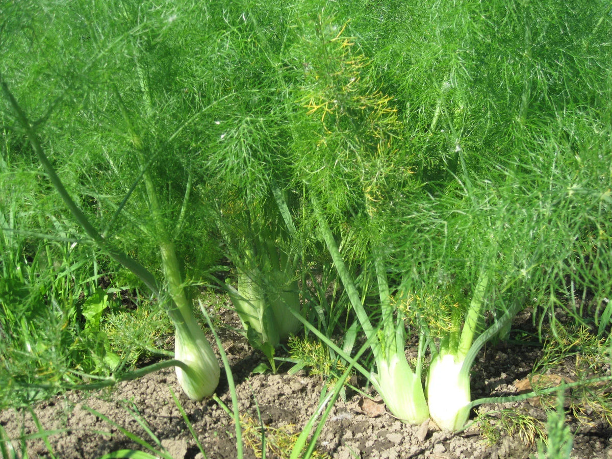 Florence Fennel Herb Seeds 50 Count Packet - Edible Bulb & Leaf Variety (Foeniculum vulgare var. dulce)