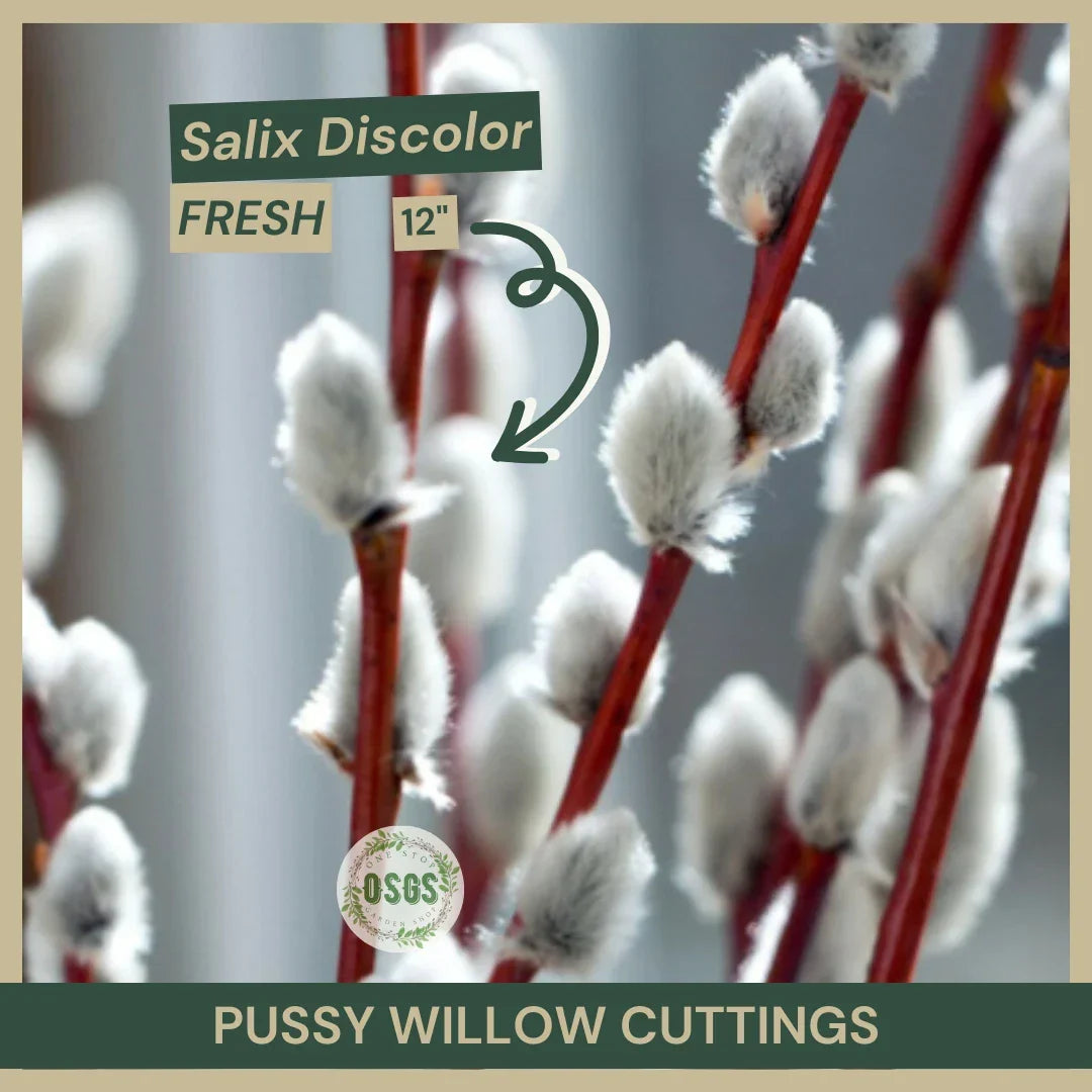 Pussy Willow Cuttings 18" Fresh Cuttings Salix discolor Native Shrub for Planting, Pollinator Friendly