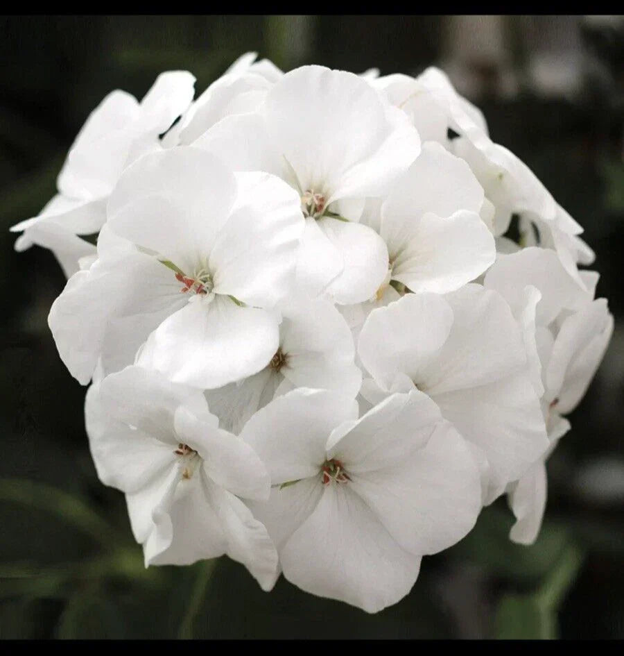 Geranium Live Plant 3 Inch Pot White 'Patriot White' Pelargonium × hortorum - Easy Care Container Plant for Garden or Patio