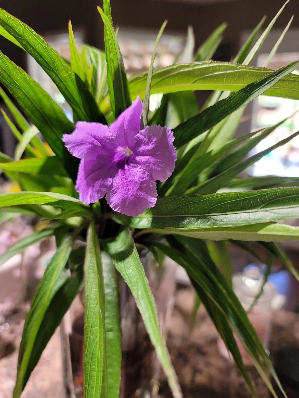Mexican Petunia Cuttings - 6 Purple Showers Perennial - Ruellia simplex - Attracts Pollinators, Easy to Grow, Drought-Tolerant