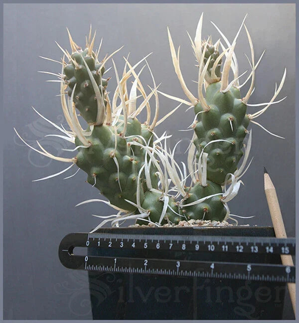 Live Paper Spine Cactus Plant - 4-Inch Pot - Tephrocactus articulatus papyracanthus - Unique Succulent for Home Decor