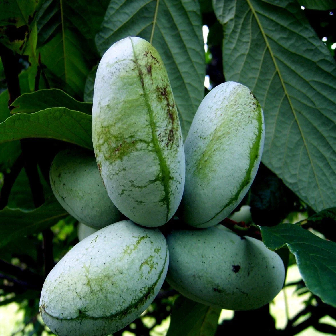 Paw Paw Fruit Tree Seeds - Stratified Asimina Triloba - Hardy Indian Banana Seeds for Home Garden