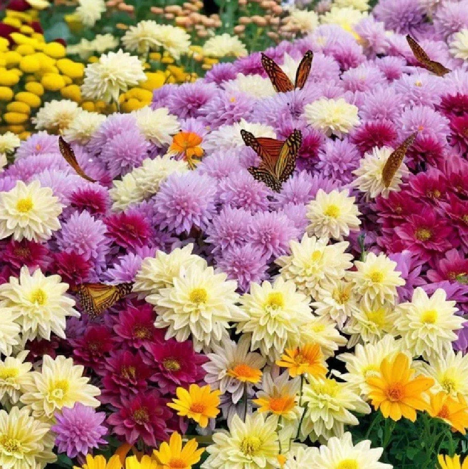 Live Chrysanthemum Plants - Well-Rooted, All Colors, Native US Mum, Chrysanthemum morifolium - Perfect for Gardens