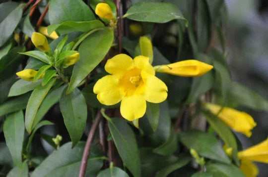 Carolina Yellow Jasmine Vine 4-Pack, Fragrant Gelsemium Sempervirens, Climbing Plants for Hummingbirds, Bare Root Starter
