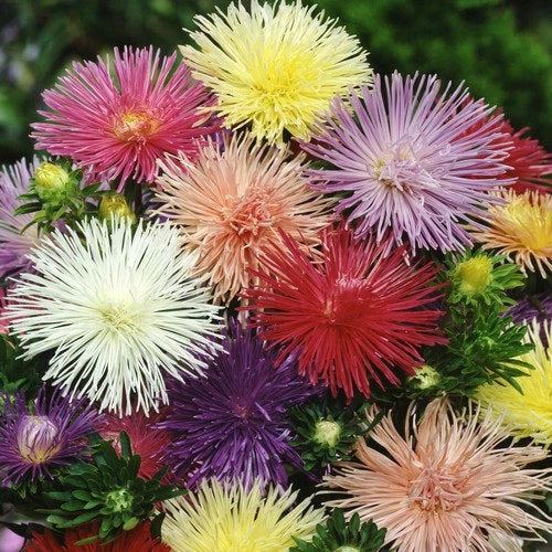 Aster Seeds - 50 Pack - Nova Mix Colorful Flowers - Aster novae-angliae - Non-GMO, Perennial, Attracts Pollinators