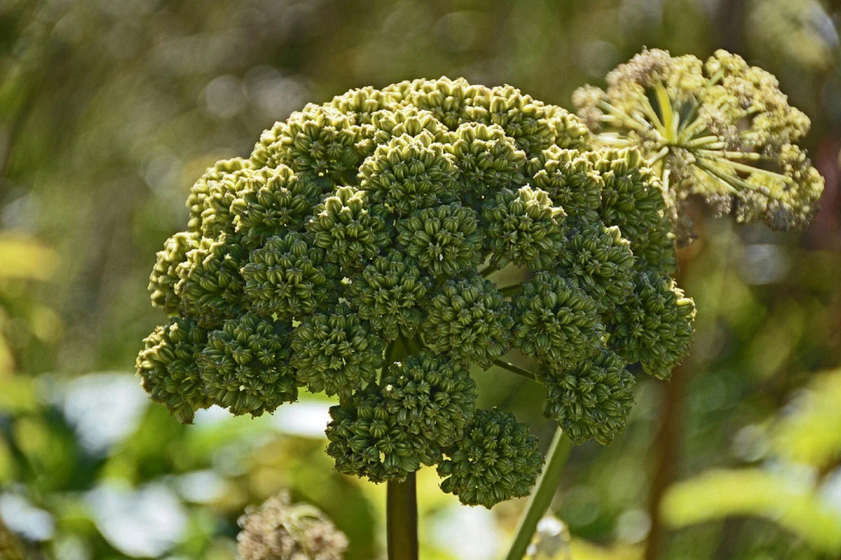 Angelica Seeds | 80+ Rare Purple Perennial Medicinal Herb | Angelica Atropurpurea | Culinary & Herbal Uses
