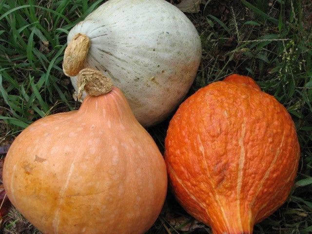 Hubbard Squash Seed Mixture - Heirloom Vegetable Seeds - Cucurbita maxima - Various Packet Sizes for Gardening